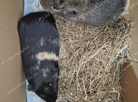 Guineapig boys age 1.5
