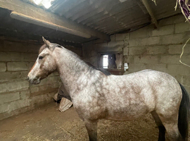 summer dartmoor hill pony for sale