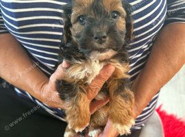Jackapoo puppys
