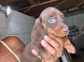Beautiful female dashhounds