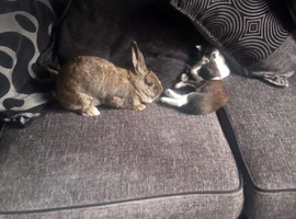 2 rabbits looking for forever home comes with everything