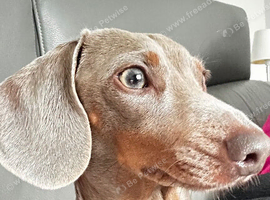 Mini Dachshund female Isabella & tan full KC