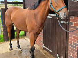 Very smart Irish Sports Horse by Tullabeg Fusion 3yrs