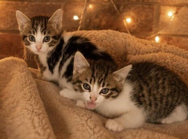 3 Kittens Ready To Leave