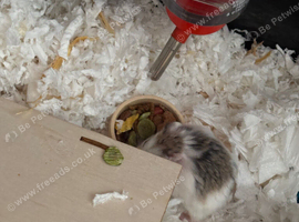 Two bonded roborovski hamsters