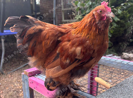 Young Bantam Cockerel