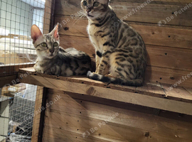 Pure Bengal female