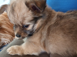 Adorable fluffy pomchi puppies for sale