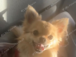 Pomeranian x chihuahua to stud