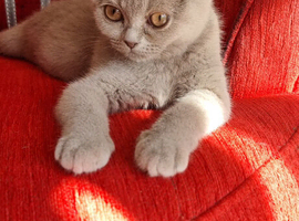 Cute Scottish fold  One kittens available