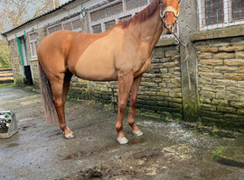 Davey 16.2 chestnut TB gelding 14 years old