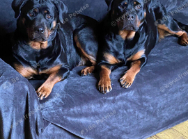 Rottweilers for rehoming