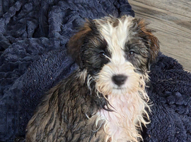 1 beautiful girl tibetan terrier puppies