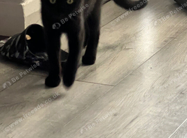 Female kittens