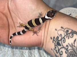 Baby leopard gecko ready to leave in July/10/11 weeks!