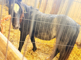 Black filly