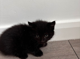 Kittens for sale