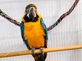 Beautiful Tame Blue & Gold Macaw Parrot