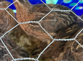 Male quail