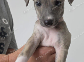 Stunning wiggy puppies