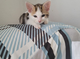 Mixed breed kittens need a loving home