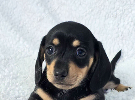 Quality Miniature Dachshunds