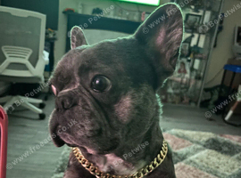 Reggie has a looking for a new home