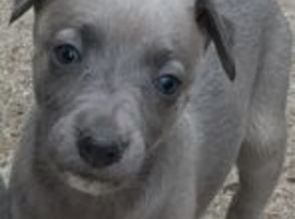 Whippet Puppies For Sale