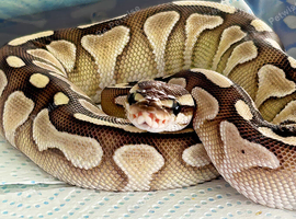 Royal Pythons X2