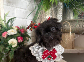 Imperial Shih Tzu Blue