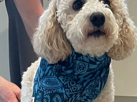 Stud dog