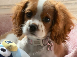 Female cavalier puppy