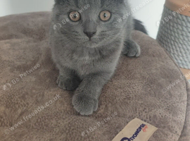 Kittens looking for their forever homes!