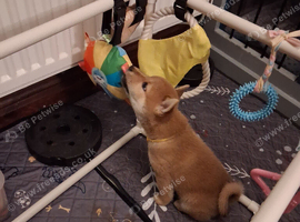 4 female Shiba puppies