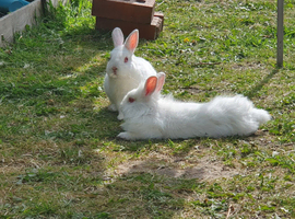 Male white albino mixed breed lionhead dwarf rabbits