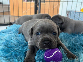 Blue staffordshire bull terrier puppies