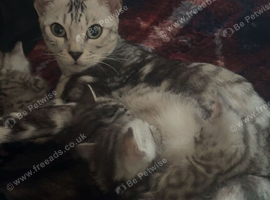 3 silver marble bengal cross kittens available!