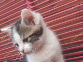 7 weeks old Female kitten