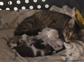 1/4 Egyptian Mau kittens