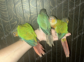 Silly tame baby conures
