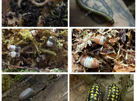 Isopods and millipedes for sale