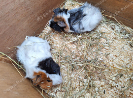 2 female guinea pigs for sale