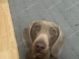 2 year old miniature dachshund looking for new home