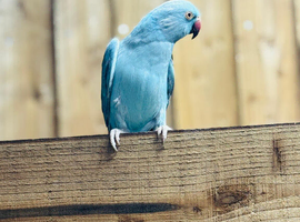 Blue ringneck parrots