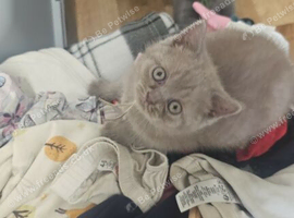 British shorthair girl