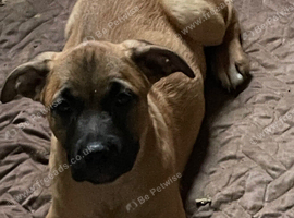 Presa x ridgeback puppies ready to leave