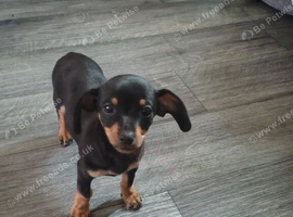 Meet alfie
