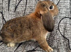 Baby mini lops