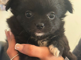 7 week old long haired boy chihuahua