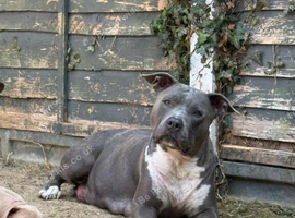 American Staffordshire terrier. Ready to leave.